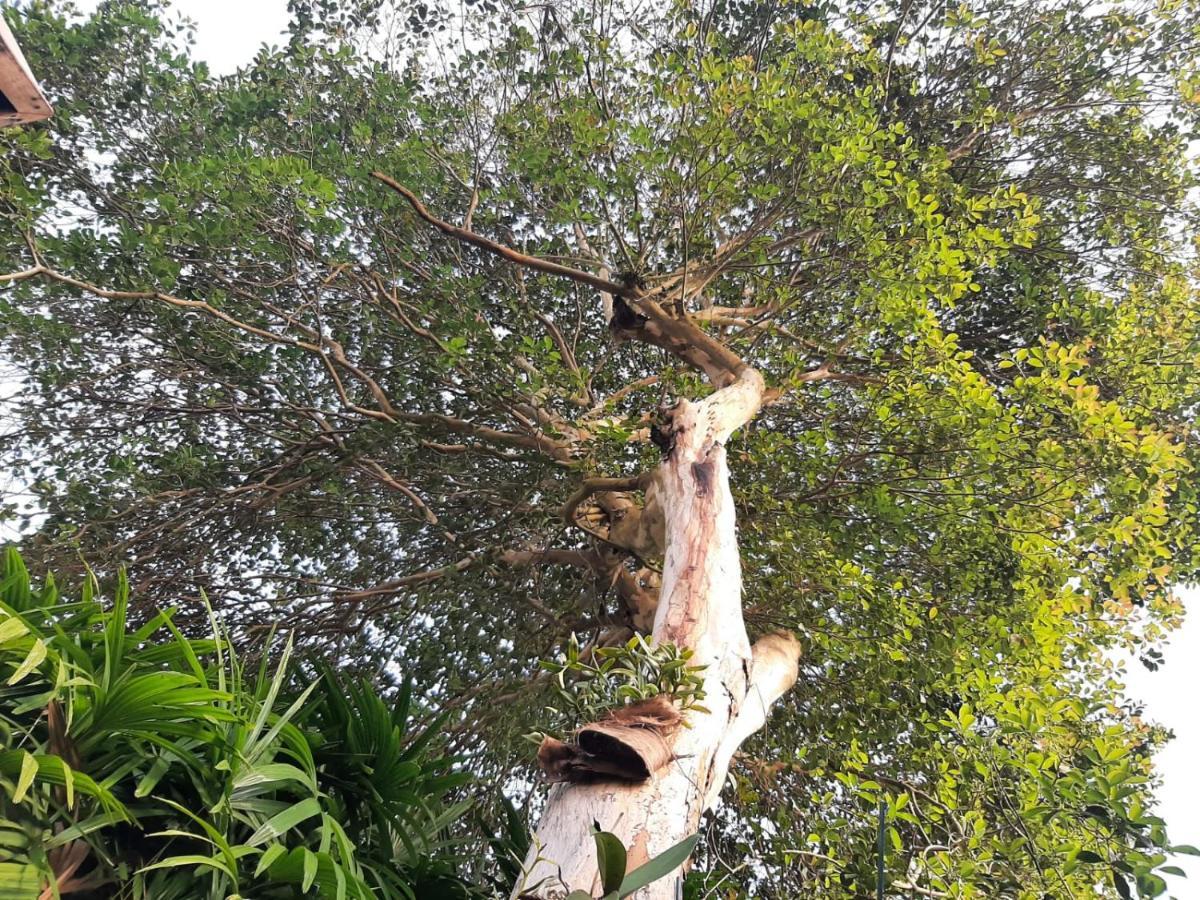Familia Silvia Perico Villa Ilhabela Ngoại thất bức ảnh